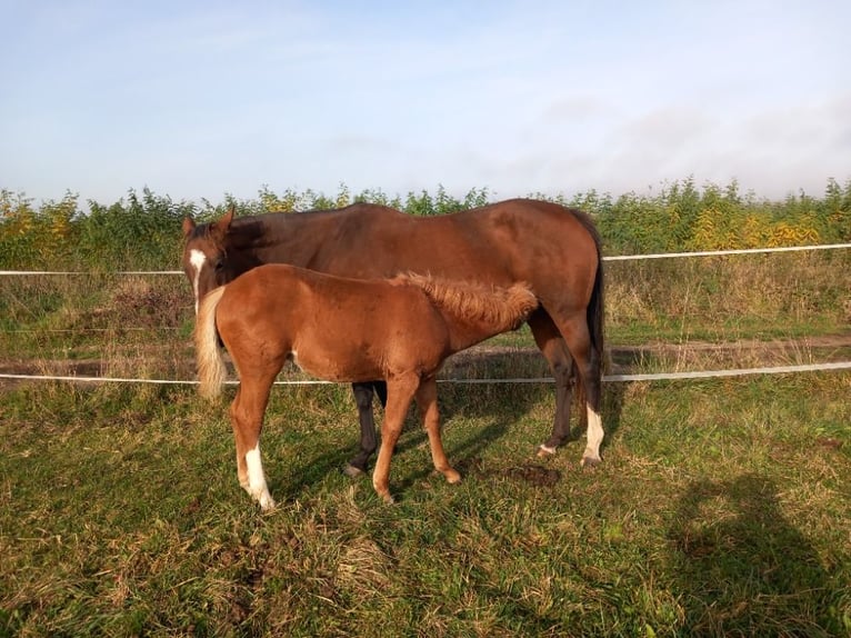 Welsh PB (Partbred) Mare Foal (07/2024) 13,2 hh Sorrel in Prag - Lichoceves