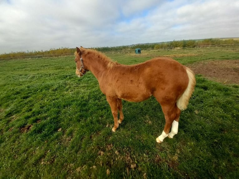 Welsh PB (Partbred) Mare Foal (07/2024) 13,2 hh Sorrel in Prag - Lichoceves