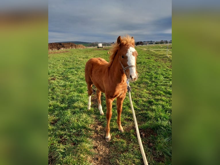 Welsh PB (Partbred) Mare Foal (07/2024) 13,2 hh Sorrel in Prag - Lichoceves