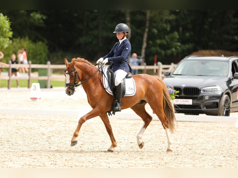 Welsh PB (Partbred) Stallion 11 years 14,1 hh Chestnut-Red in Deurne