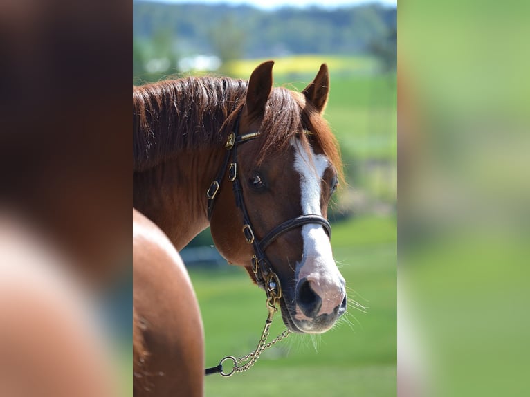 Welsh PB (Partbred) Stallion 1 year 12,3 hh Chestnut-Red in St. Erhard