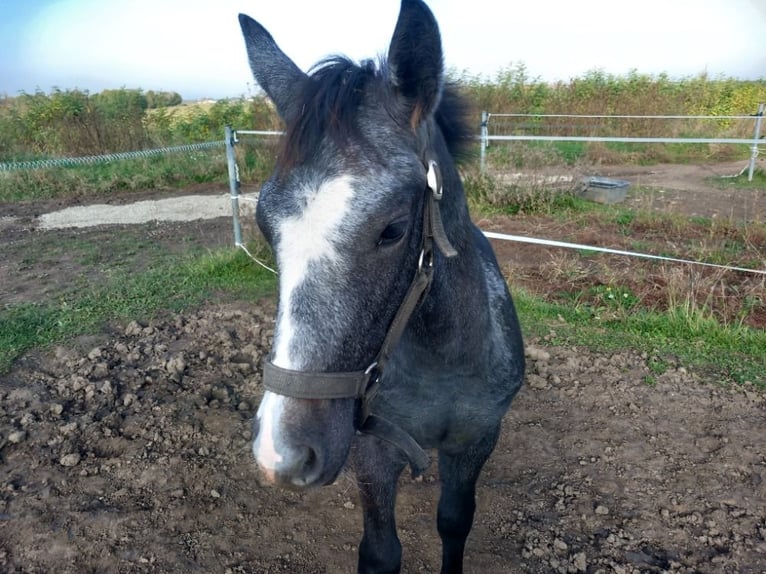 Welsh PB (Partbred) Stallion 1 year 14,2 hh White in Lichoceves - Prag