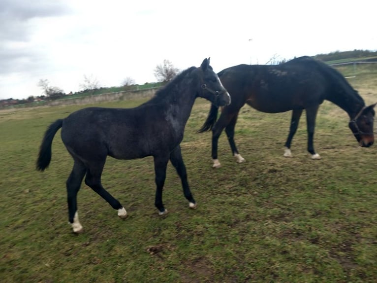 Welsh PB (Partbred) Stallion 1 year 14,2 hh White in Lichoceves - Prag