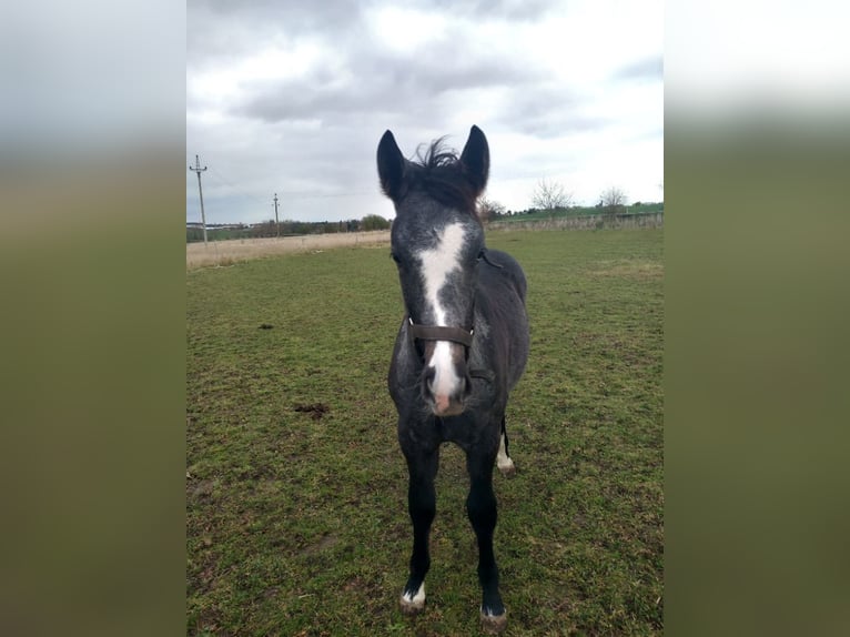 Welsh PB (Partbred) Stallion 1 year 14,2 hh White in Lichoceves - Prag