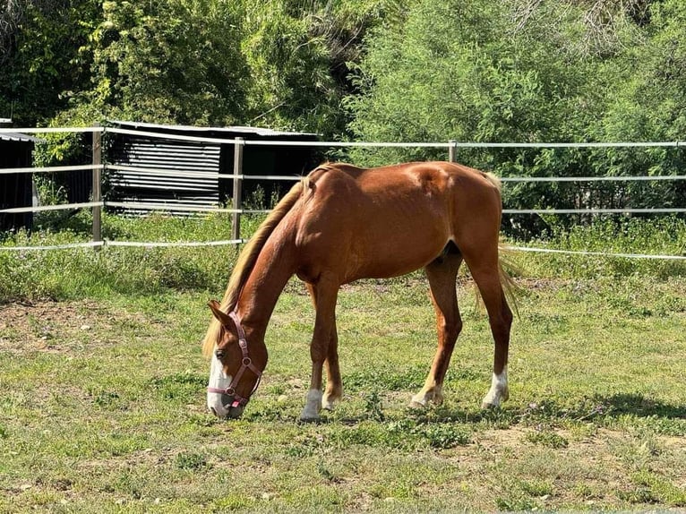 Welsh PB (Partbred) Stallion 3 years 14,2 hh Chestnut-Red in Palau del vidre (66690)