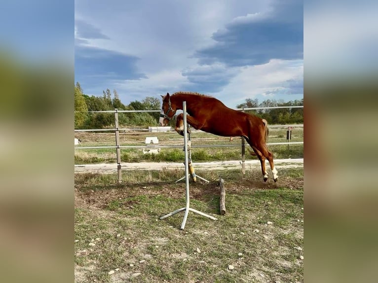 Welsh PB (Partbred) Stallion 3 years 14,2 hh Chestnut-Red in Palau del vidre (66690)