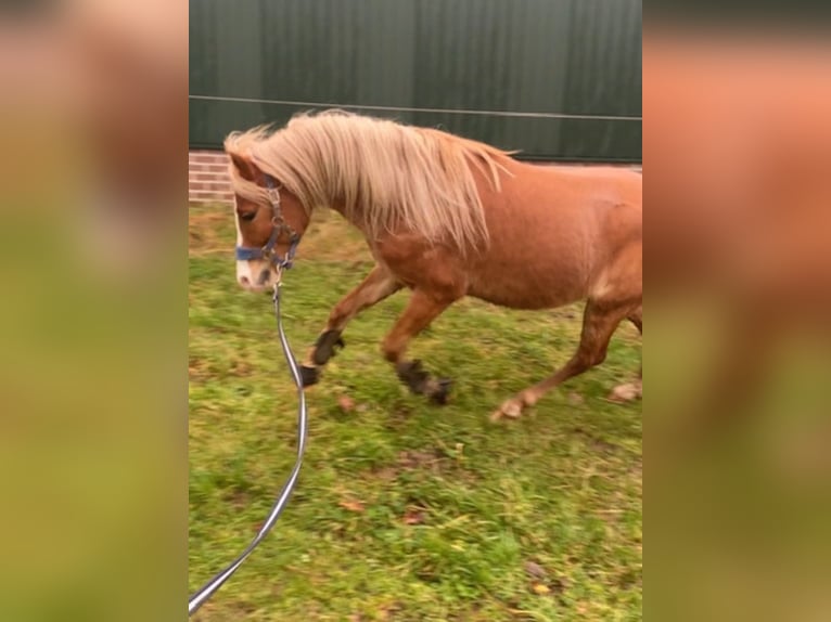 Welsh PB (Partbred) Stallion 5 years 12 hh Chestnut-Red in Baak