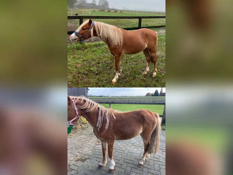 Welsh PB (Partbred) Stallion 5 years 12 hh Chestnut-Red in Baak