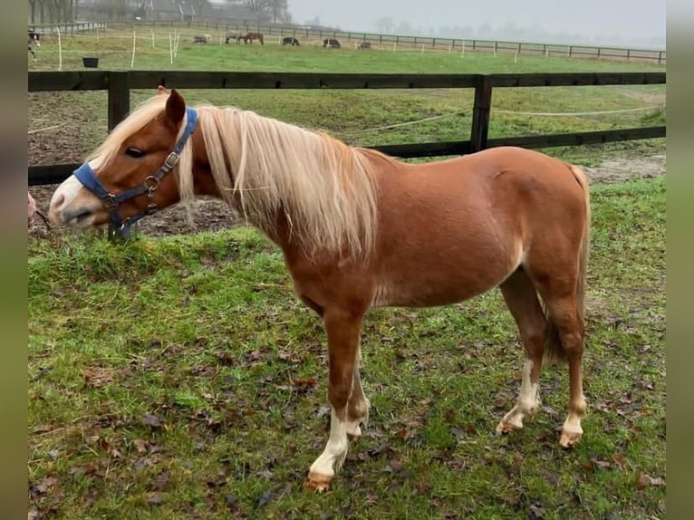 Welsh PB (Partbred) Stallion 5 years 12 hh Chestnut-Red in Baak