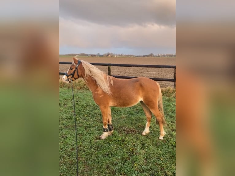 Welsh PB (Partbred) Stallion 5 years 12 hh Chestnut-Red in Baak