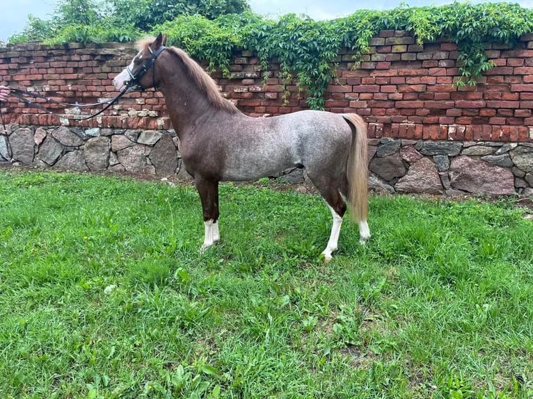 Welsh PB (Partbred) Stallion 5 years 13,1 hh in Niemarzyn