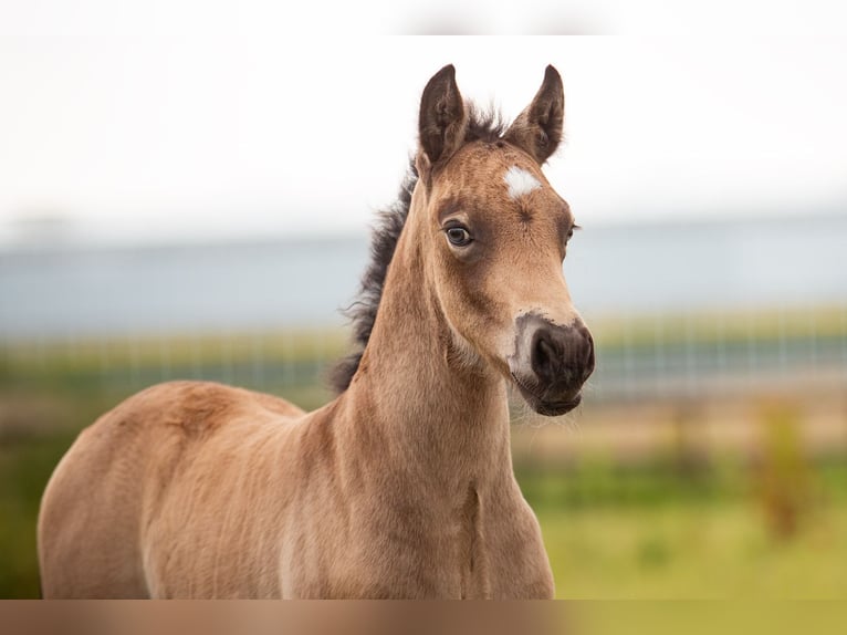 Welsh PB (Partbred) Stallion Foal (05/2024) 14,2 hh Buckskin in Bleiswijk