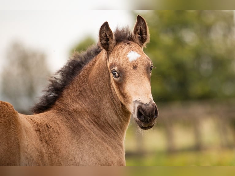 Welsh PB (Partbred) Stallion Foal (05/2024) 14,2 hh Buckskin in Bleiswijk