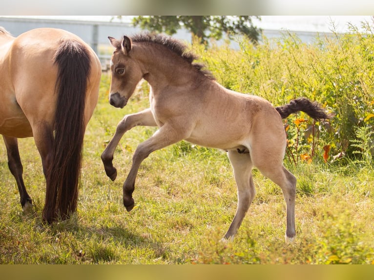 Welsh PB (Partbred) Stallion Foal (05/2024) 14,2 hh Buckskin in Bleiswijk