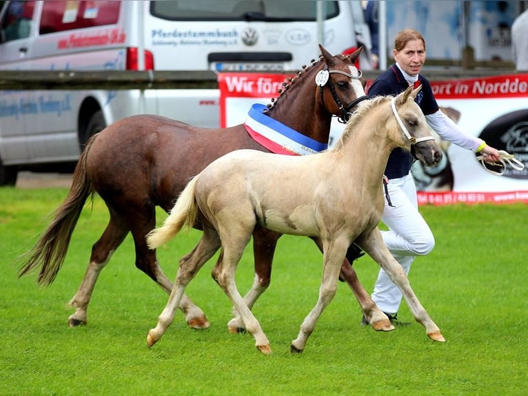 Welsh PB (Partbred) Stallion Roan-Blue in Gudendorf