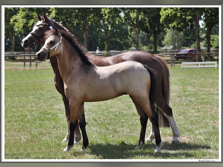 Welsh PB (Partbred) Stallion Roan-Blue in Gudendorf