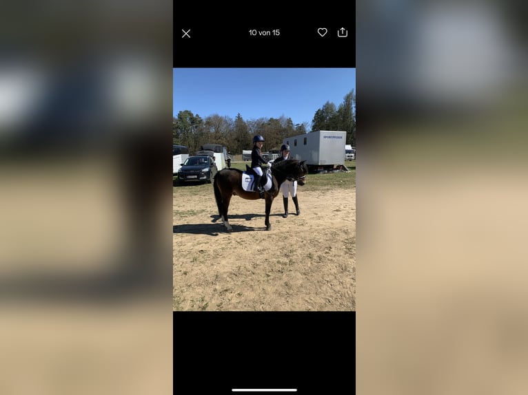 Welsh-PB Castrone 11 Anni 128 cm Baio in Wendling