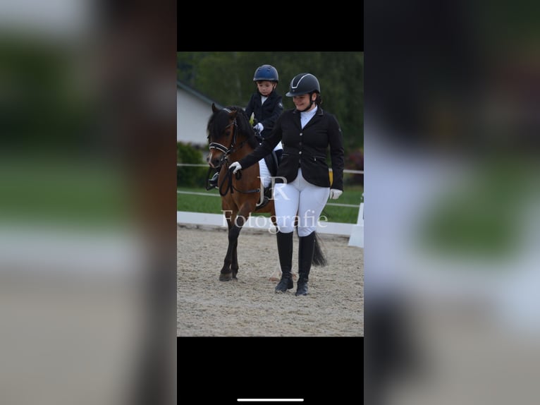 Welsh-PB Castrone 11 Anni 128 cm Baio in Wendling