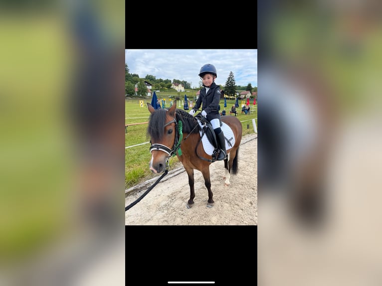 Welsh-PB Castrone 11 Anni 128 cm Baio in Wendling
