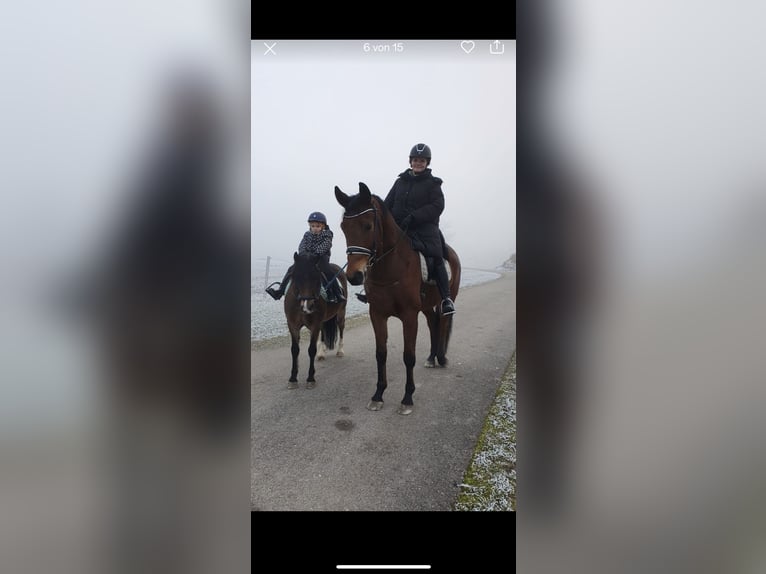 Welsh-PB Castrone 11 Anni 128 cm Baio in Wendling