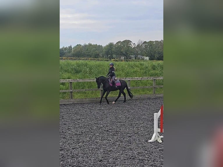 Welsh-PB Castrone 13 Anni 137 cm Morello in Morpeth