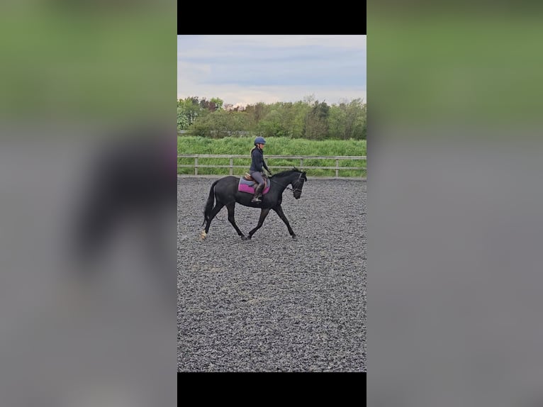 Welsh-PB Castrone 13 Anni 137 cm Morello in Morpeth
