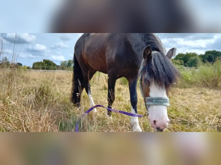 Welsh-PB Castrone 3 Anni 122 cm Baio scuro in Kent