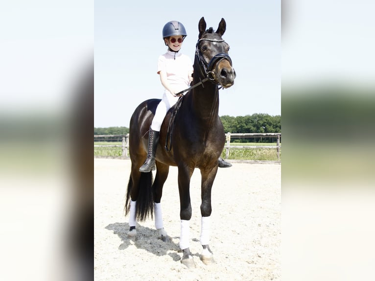 Welsh-PB Castrone 3 Anni 146 cm Baio scuro in Holten