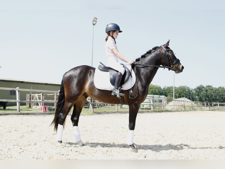 Welsh-PB Castrone 3 Anni 146 cm Baio scuro in Holten