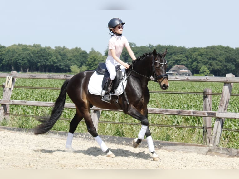 Welsh-PB Castrone 3 Anni 146 cm Baio scuro in Holten