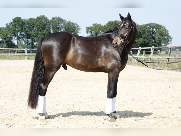 Welsh-PB Castrone 3 Anni 146 cm Baio scuro in Holten