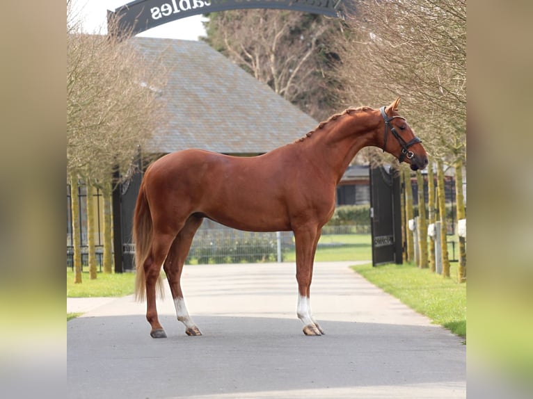 Welsh-PB Castrone 3 Anni 147 cm Sauro in Heemskerk