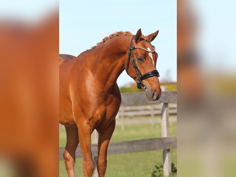 Welsh-PB Castrone 3 Anni 147 cm Sauro in Heemskerk