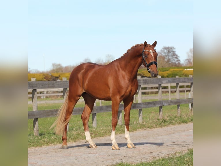 Welsh-PB Castrone 3 Anni 147 cm Sauro in Heemskerk