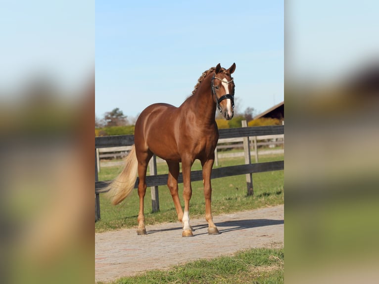 Welsh-PB Castrone 3 Anni 147 cm Sauro scuro in Heemskerk