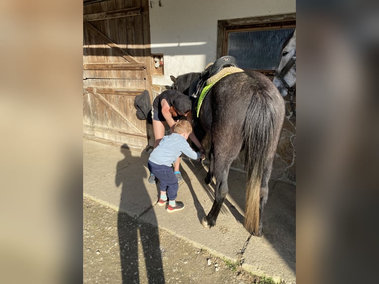 Welsh-PB Mix Castrone 4 Anni 138 cm Grigio ferro in Bad Schwanberg