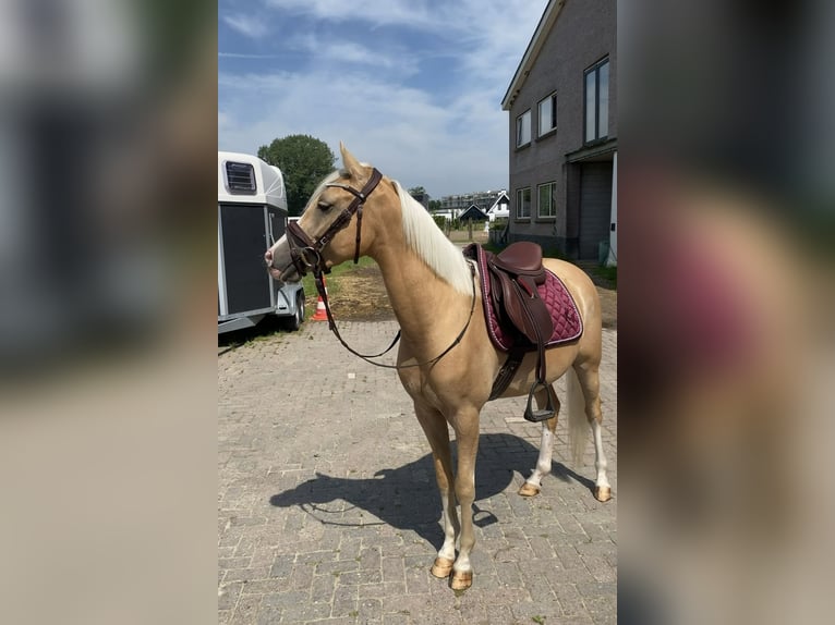 Welsh-PB Castrone 4 Anni 146 cm Palomino in Voorthuizen