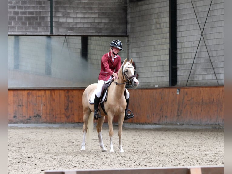 Welsh-PB Castrone 4 Anni 146 cm Palomino in Voorthuizen