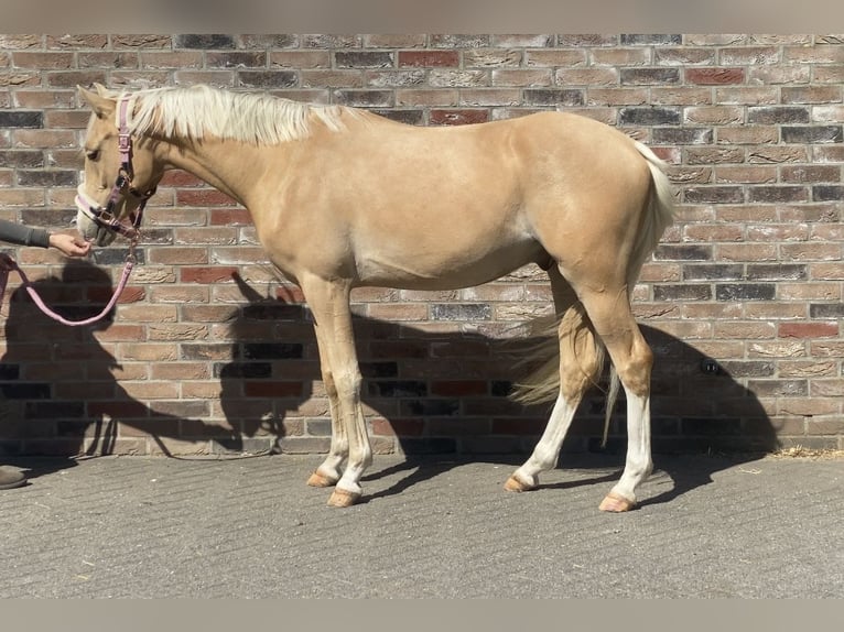 Welsh-PB Castrone 4 Anni 146 cm Palomino in Voorthuizen
