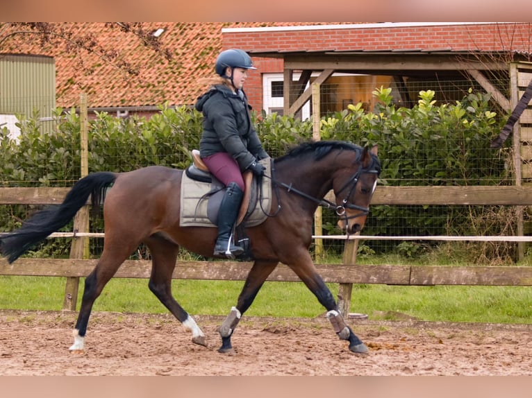 Welsh-PB Castrone 4 Anni 148 cm Baio scuro in Oostwold