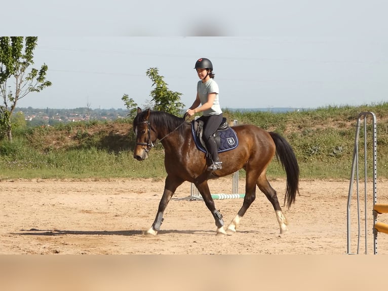 Welsh-PB Castrone 4 Anni 155 cm Baio in Saint-Just-en-Chevalet