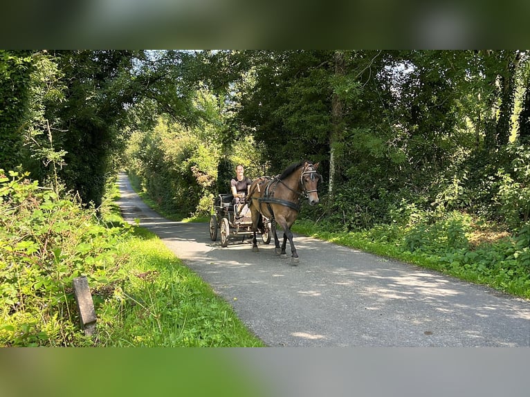 Welsh-PB Castrone 5 Anni 126 cm Baio in Sligo
