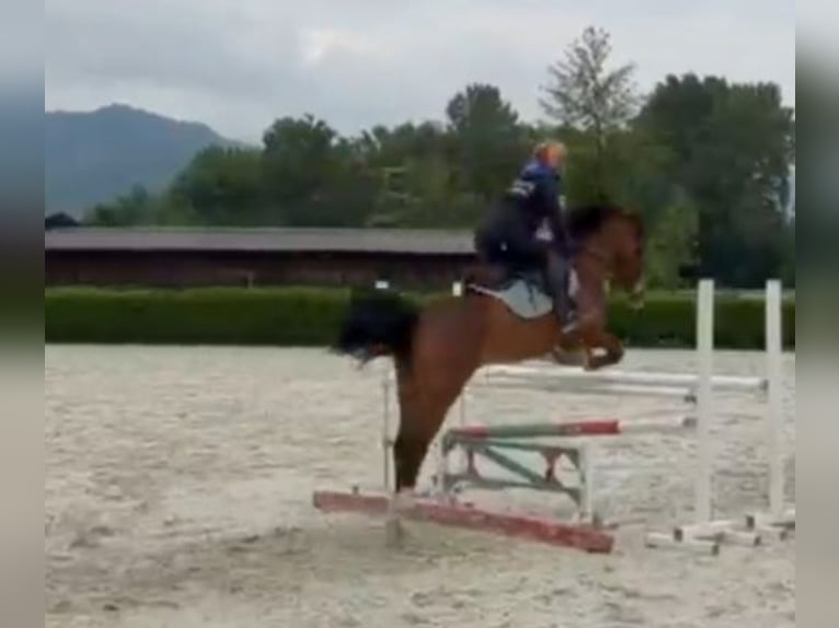 Welsh-PB Castrone 5 Anni 147 cm Baio in Borgo San Dalmazzo