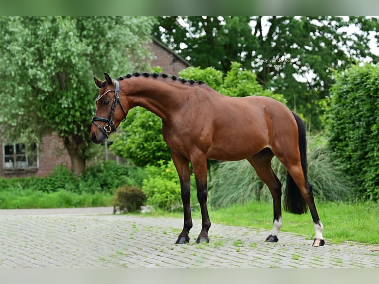 Welsh-PB Castrone 5 Anni Baio scuro in Veldhoven