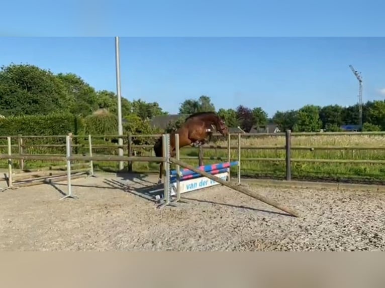 Welsh-PB Castrone 5 Anni Baio scuro in Veldhoven