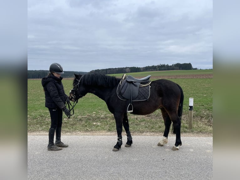 Welsh-PB Castrone 6 Anni 137 cm Baio scuro in Deuerling
