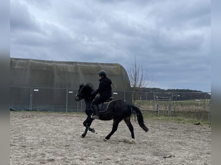 Welsh-PB Castrone 6 Anni 137 cm Baio scuro in Deuerling