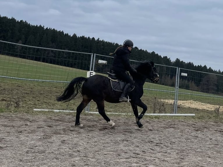 Welsh-PB Castrone 6 Anni 137 cm Baio scuro in Deuerling