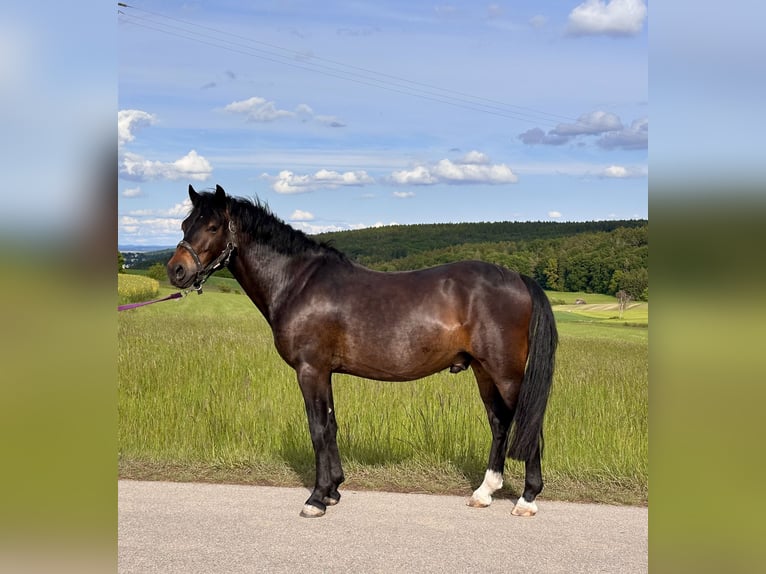 Welsh-PB Castrone 6 Anni 137 cm Baio scuro in Deuerling