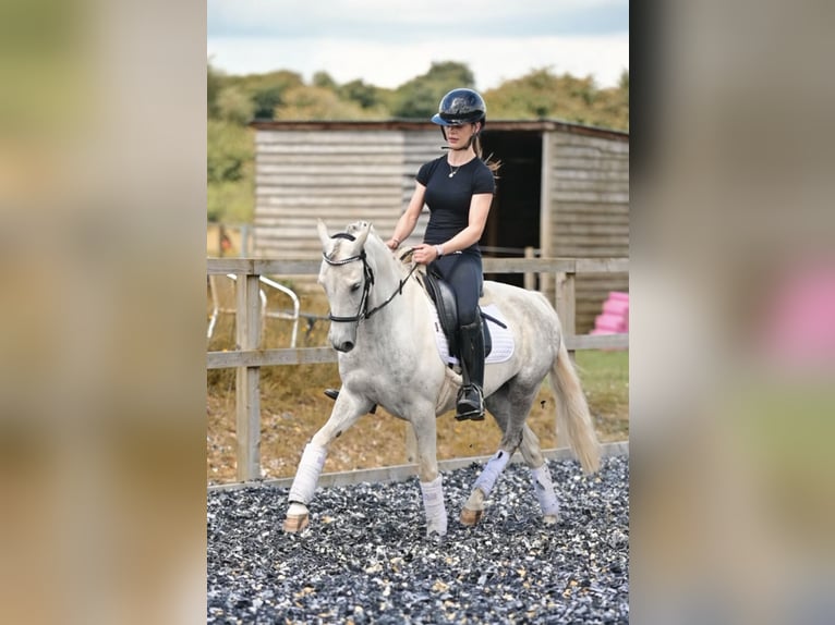 Welsh-PB Castrone 6 Anni 142 cm Leardo in Wiltshire